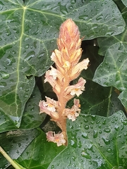 Orobanche hederae