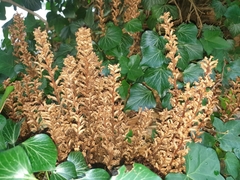 Orobanche hederae