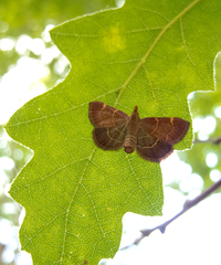 Hypsopygia rubidalis