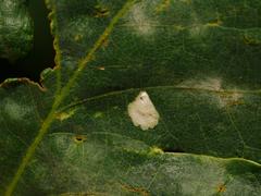 Tischeria ekebladella