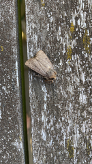 Amphipyra tragopoginis