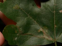 Stigmella aceris