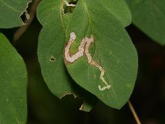 Aulagromyza hendeliana
