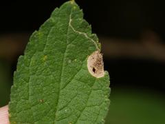 Stigmella plagicolella