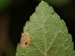 Stigmella plagicolella