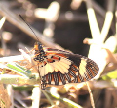Acraea cabira