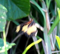 Acraea cabira