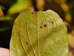 Sphaerulina cornicola