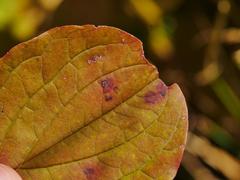 Sphaerulina cornicola