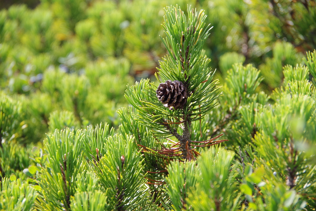 Pinus mugo