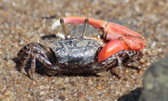 Austruca occidentalis