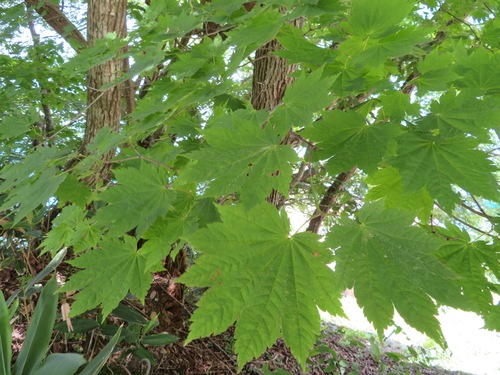 Acer shirasawanum observed 2020-08-12