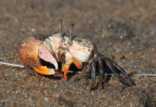 Gelasimus hesperiae image
