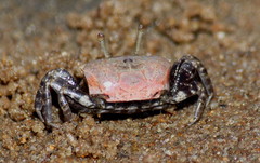 Austruca occidentalis