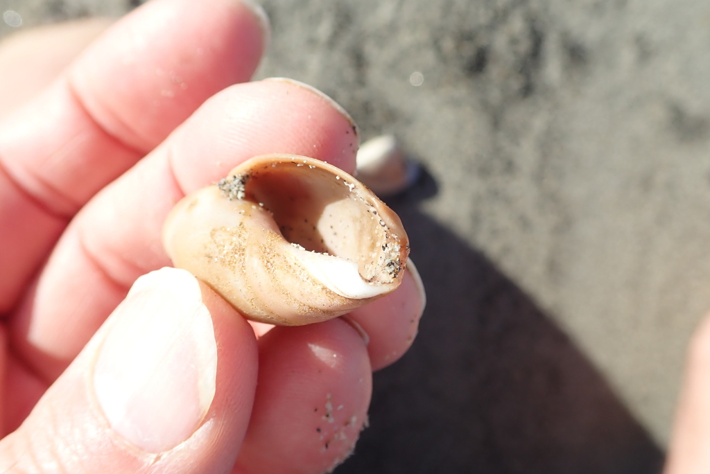Amalda mucronata