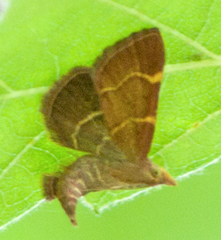 Hypsopygia rubidalis