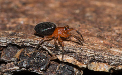 Scotospilus