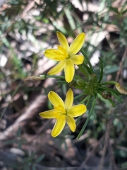 Tricoryne