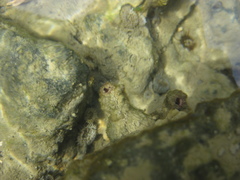 Pyuridae