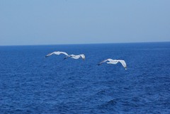 Larus michahellis