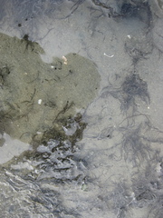 Gracilaria chilensis