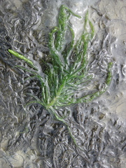 Ulva compressa