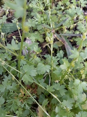 Ranunculus sessiliflorus