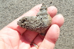 Neosabellaria kaiparaensis