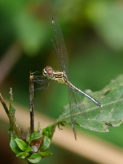 Hemistigma albipunctum