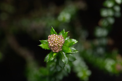 Cassinia denticulata