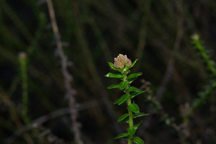 Cassinia denticulata