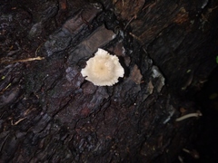 Fungi