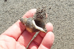 Neosabellaria kaiparaensis