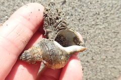 Neosabellaria kaiparaensis