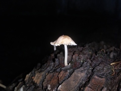 Fungi