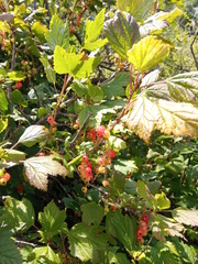 Ribes petraeum