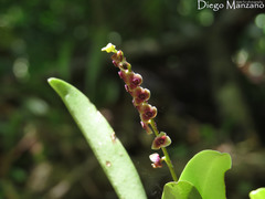 Stelis purpurascens