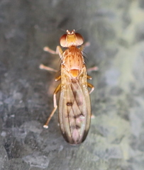 Opomyzoidea
