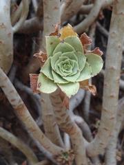 Aeonium arboreum