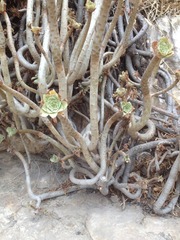 Aeonium arboreum