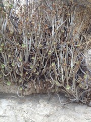 Aeonium arboreum