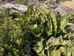 Strelitzia caudata