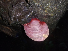 Polyporales