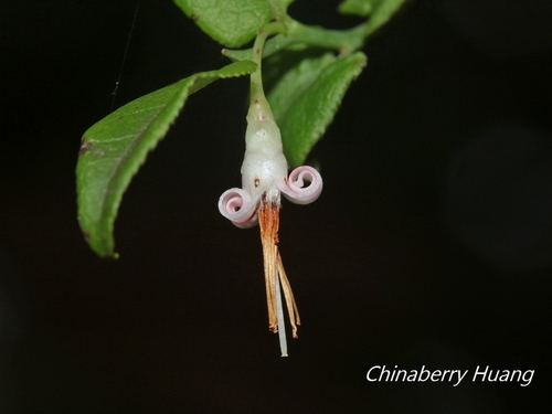 Vaccinium japonicum Miq.