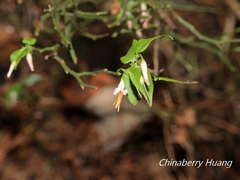 Vaccinium japonicum lasiostemon