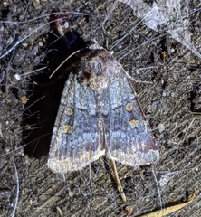 Abagrotis pulchrata