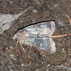 Abagrotis pulchrata