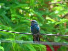 Cynanthus latirostris