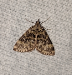 Hydriomena speciosata