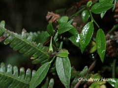 Vaccinium japonicum lasiostemon